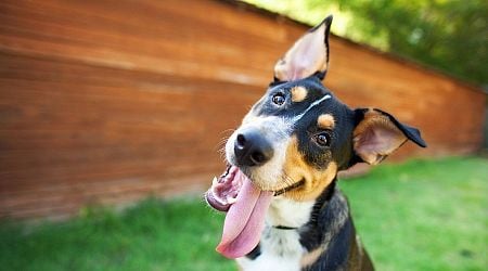 Dog owners praise 'paper towel hack' that keeps their pets busy for hours