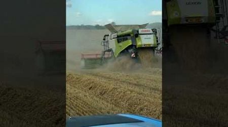 3x Claas Lexion #czechrepublic #harvesting2024 #claas #lexion