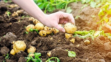 Potatoes in danger of rotting after rainstorms in Latvia