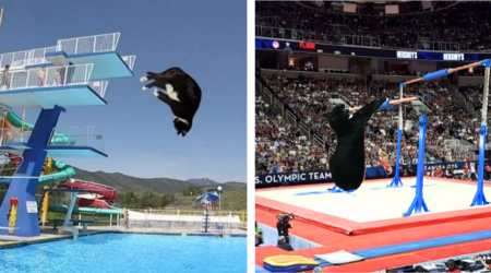 Funny Feline Parents Ignite New Meme Trend By Adding Their Cute Cats to Olympic Events, And We Can't Get Enough Of It