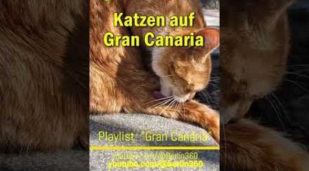 #Katzen auf #Gran #Canaria #Weltkatzentag #WorldCatDay #Melmac #cats #katze #catlover #kitty