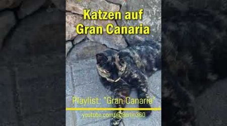 #Katzen auf #Gran #Canaria #Weltkatzentag #WorldCatDay #Melmac #cats #katze #catlover #kitty