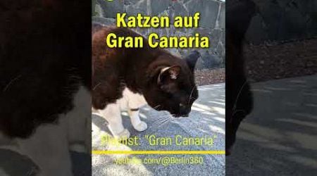 #Katzen auf #Gran #Canaria #Weltkatzentag #WorldCatDay #Melmac #cats #katze #catlover #kitty