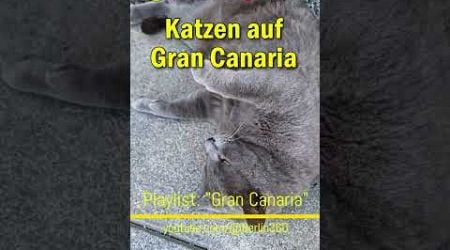 #Katzen auf #Gran #Canaria #Weltkatzentag #WorldCatDay #Melmac #cats #katze #catlover #kitty