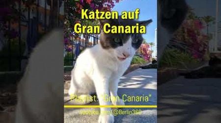 #Katzen auf #Gran #Canaria #Weltkatzentag #WorldCatDay #Melmac #cats #katze #catlover #kitty