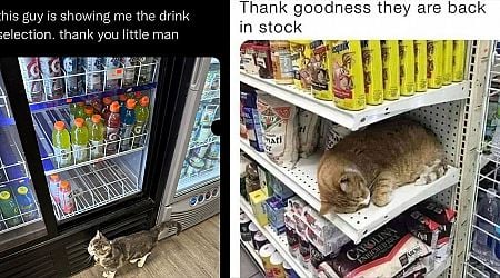 20+ Bodega Cat Memes Making Sure You're Going to Purrchase Something Or Get Out