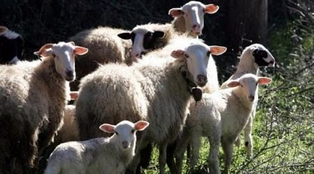 Huge operation to eradicate sheep and goat plague in Western Greece