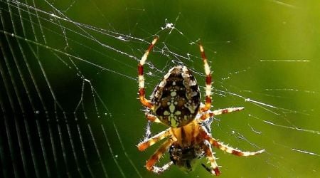 Men bitten by spider succumbs