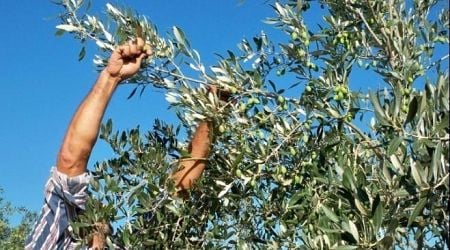 Increased production expected to lower olive oil prices