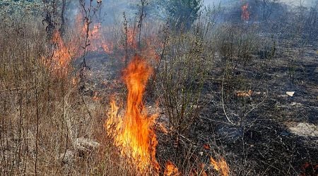 Amendment to Forestry Act Relating to Burned Down Forests Tabled in Parliament