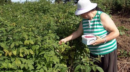 Raspberry Festival Opens in Balkan Mountain near Berkovitsa