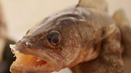 Fishing scandal costs Lake Erie Walleye Tournament cheaters $100,000 boat and more