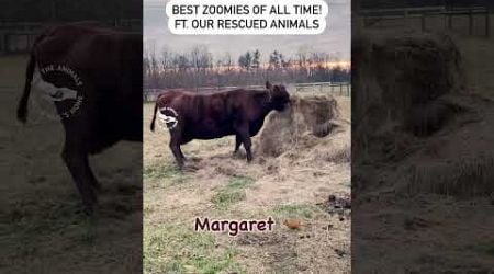 The best farmed #animal zoomies of all time!!