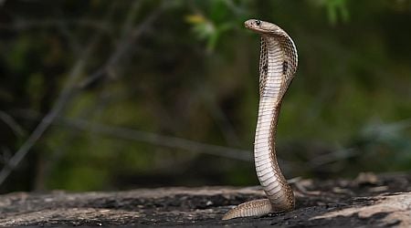 Thane: Injured Indian Spectacle Cobra Rescued And Rehabilitated After JCB Earth Mover Accident In Kalyan