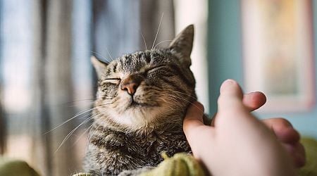 Annoying thing your cat might do is actually sign they love you