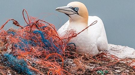 ATU launches free course to increase our understanding of ocean pollution