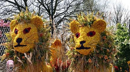 Hundreds of thousands expected to attend Flower Parade Rijnsburg 