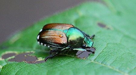 France warns against influx of Japanese beetles that can decimate ecosystems