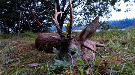 ROEBUCK RUT IN CZECH REPUBLIC w/ Beneda Hunting