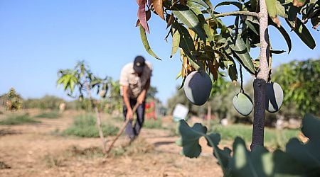 Greeks try tropical crops in climate change experiment