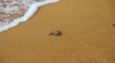  First batch of turtles hatch at Golden Bay 