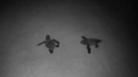 First turtle eggs hatch at Golden Bay