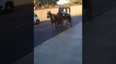 #malta #lovemalta #summer #horse #horselover #horseriding