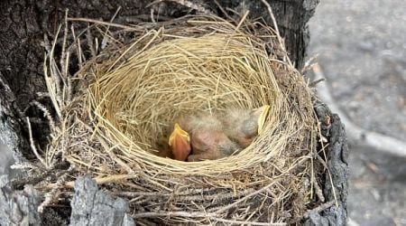 In western Labrador's fire-ravaged forests, a trio of robin's eggs provides a symbol of hope