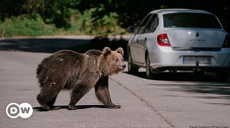 Romania: bear attacks force politicians back to work