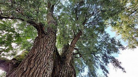 Over 15,000 venerable trees registered in Latvia for first time