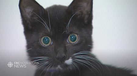 Maritime rescue group spaying and neutering barn cats