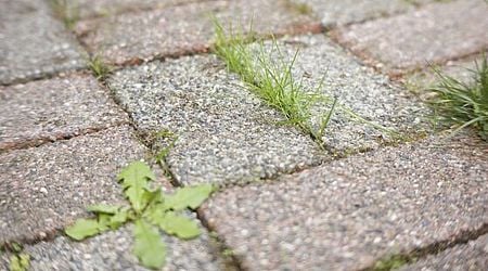 Woman's 'easy' hack removes patio weeds permanently in 24 hours using one kitchen item