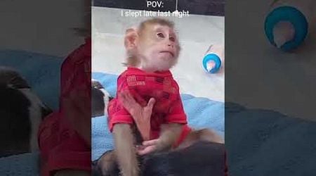 POV Monkey 13: Help My Sleeping #funny #animal #viralshorts #home #videoshort