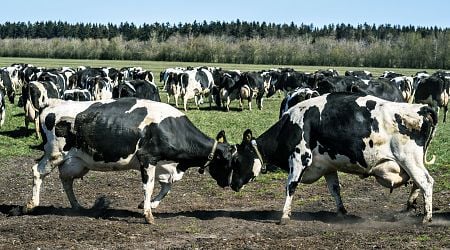 Denmark reports cases of bluetongue disease that can be fatal to sheep but is harmless to humans