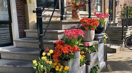 Potty decision: Amsterdam centre cracks down on pavement plants