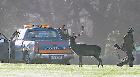 Months-old baby fawns among 38 deer killed by sniper in Phoenix Park