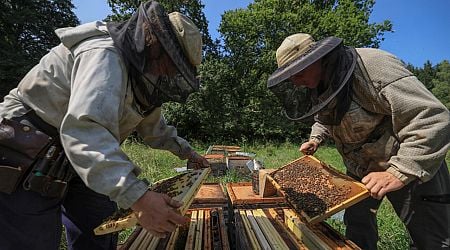 'Bees starving' in disastrous year for French honey