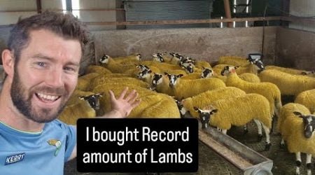 Bought record lambs but what happened #farm #farming #sheep #tractors #irish #ireland #cows #lamb