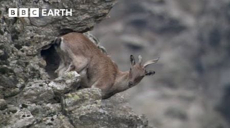 Baby Goats do Parkour to Escape a Leopard | Animal Babies | BBC Earth