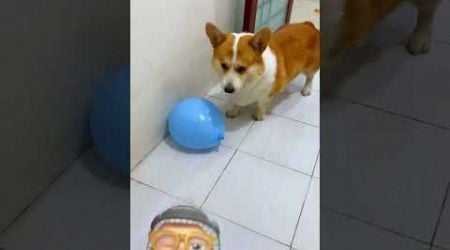 #corgi #dog #funny #pets #cute #pet #animal #comedyfilms #comedy #hippoptamizha