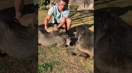 My animal family! #baboon #warthog #meerkat #puppy #farmlife