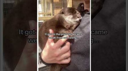 Part2: Baby otter separated from brother #animal #wholesome