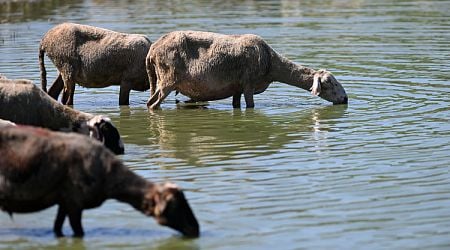 Food Safety Authority Reports Smallpox Diseases of Small Ruminants in Yambol Region