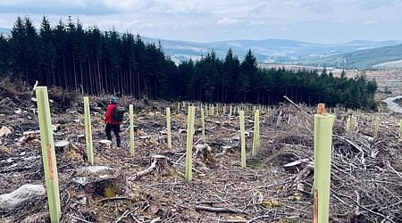 Irish forests emitting more greenhouse gases than they're storing, says climate advisory group