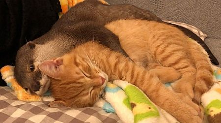 Otterly Adorable Otter Cannot Fall Asleep Without Cuddling His Cozy Orange Kitten (Video)