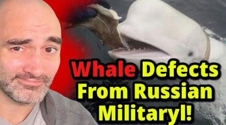 Bizarre Tale of RU Military Whale Who Defected to Norway