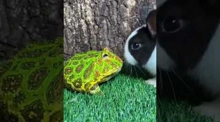 Green screen #frog #funny #animals #animal #cute #frogs #rabbit #allaboutanimals