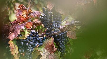 Weekend: It it the time of fairs and grape harvest festivities again