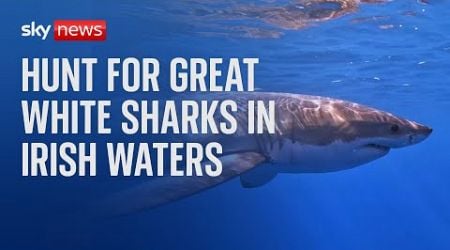 Are great white sharks appearing in Irish waters?