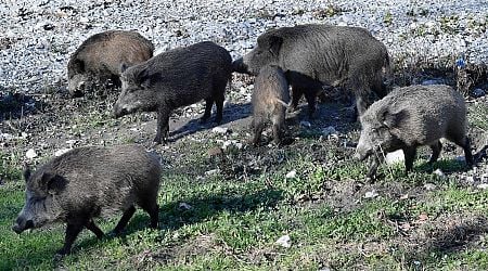 Peste suina africana in Italia, le battute di caccia ai cinghiali non si sono fermate. Anzi